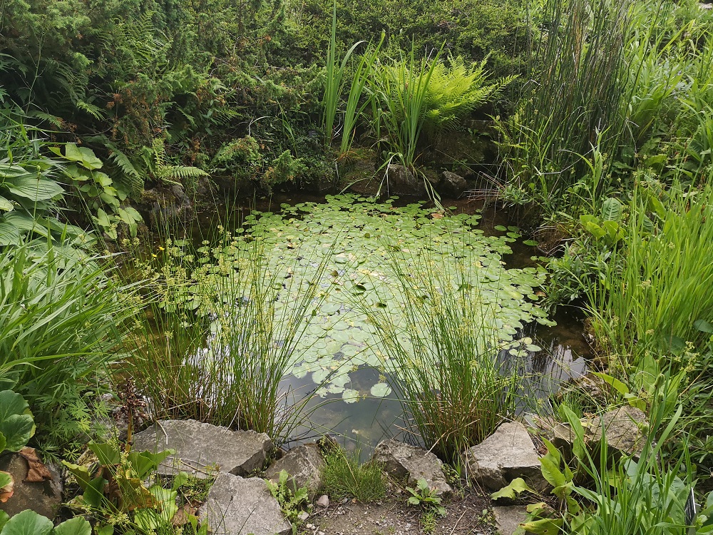 Wybudowane oczko wodne w ogrodzie