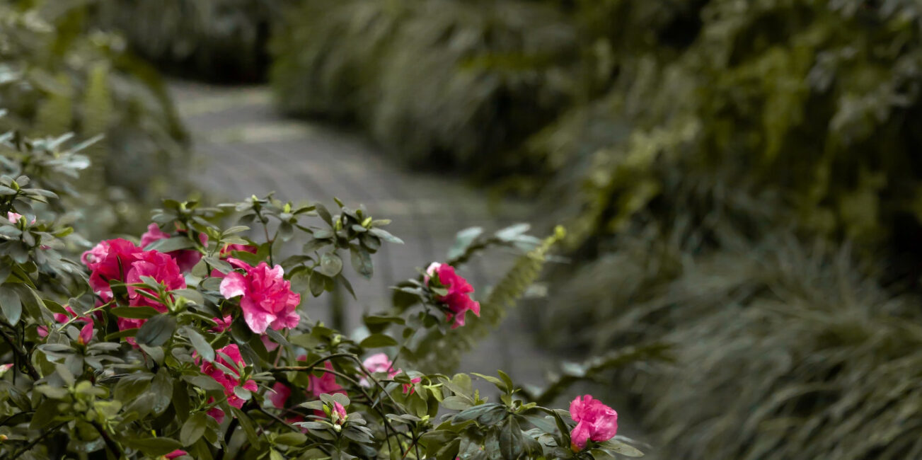 Kompozycja rododendronów w ogrodzie z innymi kwiatami