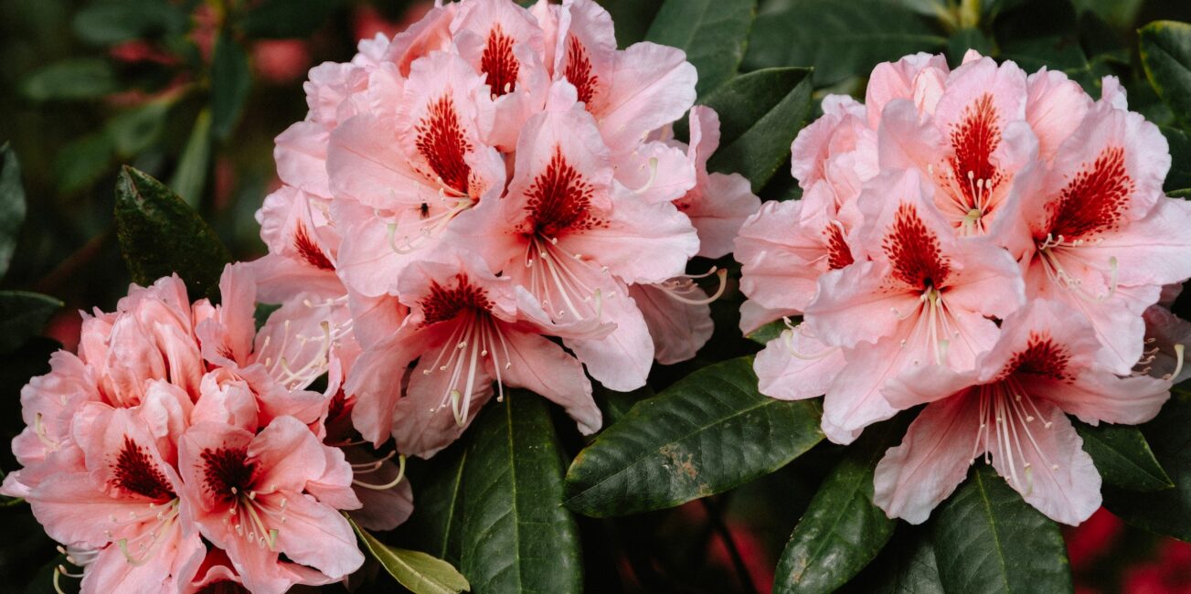 Rhododendron haaga rośnie w ogrodzie