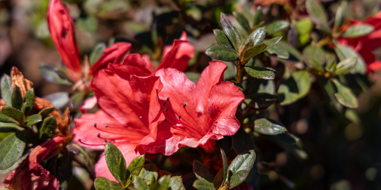 Rhododendron Tarragona rośnie w ogrodzie